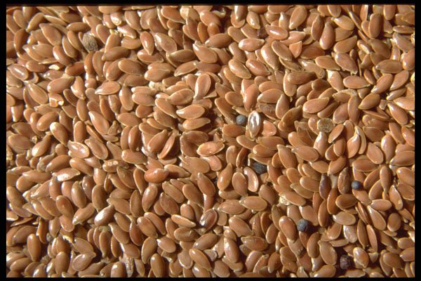 362099 Flax Seeds A4 Photo Print