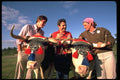 365052 Famous Nova Scotian Oxen And Tourists A4 Photo Print