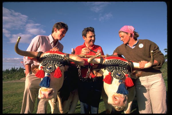 365052 Famous Nova Scotian Oxen And Tourists A4 Photo Print
