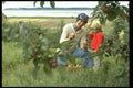 365055 Mother And Son Picking Apples In Orchard In Valley A4 Photo Print