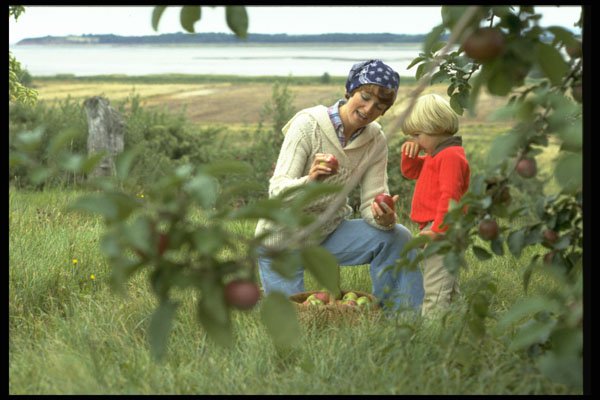365055 Mother And Son Picking Apples In Orchard In Valley A4 Photo Print