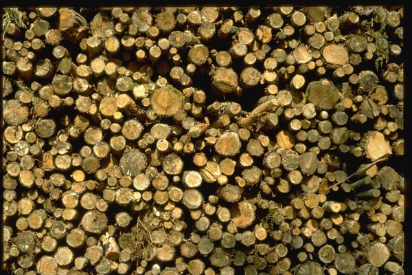 366000 A Cord Of Wood A4 Photo Print