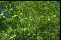 366006 Birch Leaves A4 Photo Print