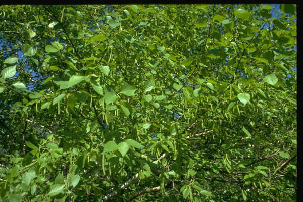 366006 Birch Leaves A4 Photo Print