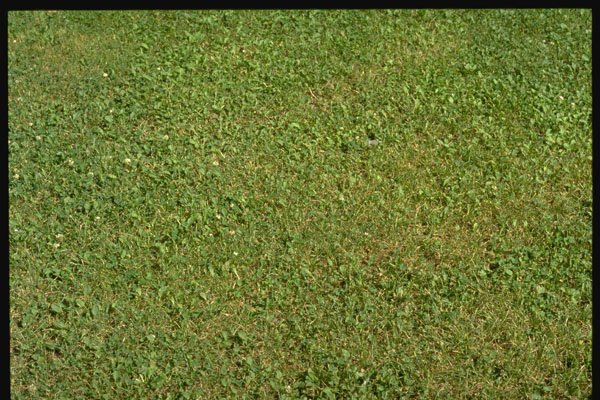 366007 Grass A4 Photo Print
