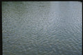 366010 Water And Tree Reflection A4 Photo Print