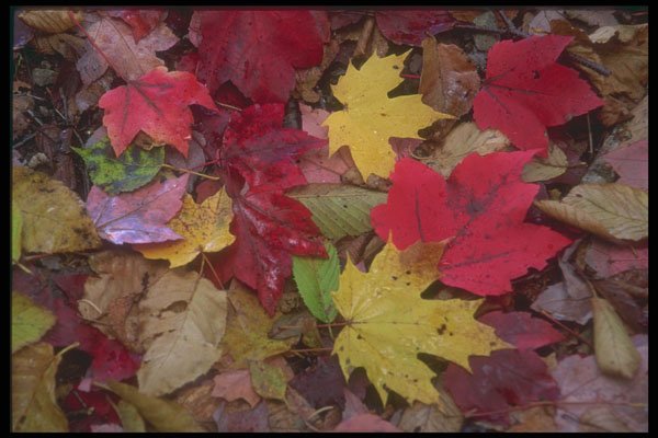 366011 Close up Of Maple Leaves A4 Photo Print