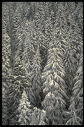 366012 Snow covered Pine Trees A4 Photo Print