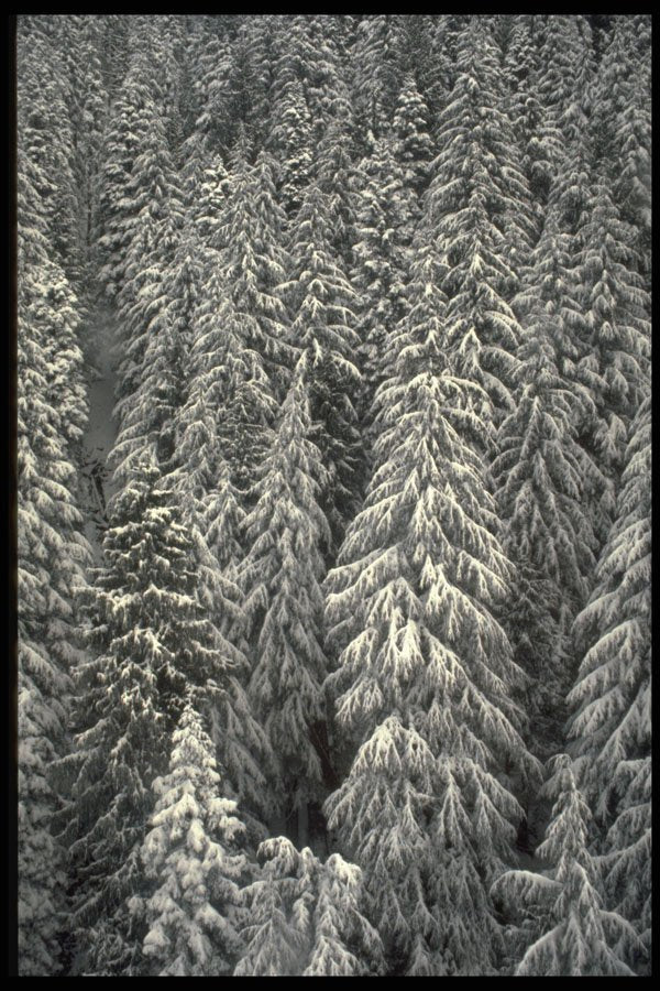 366012 Snow covered Pine Trees A4 Photo Print
