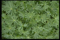 366013 Green Leaves A4 Photo Print