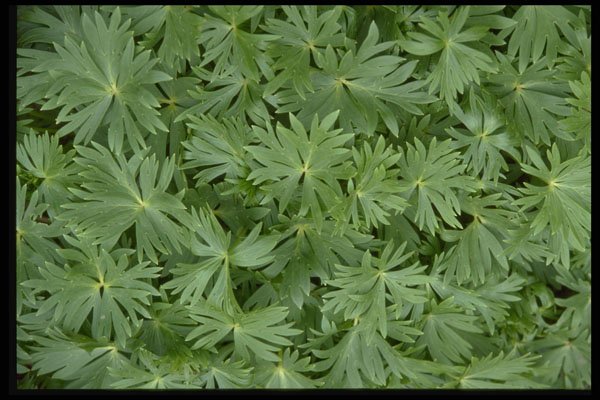 366013 Green Leaves A4 Photo Print