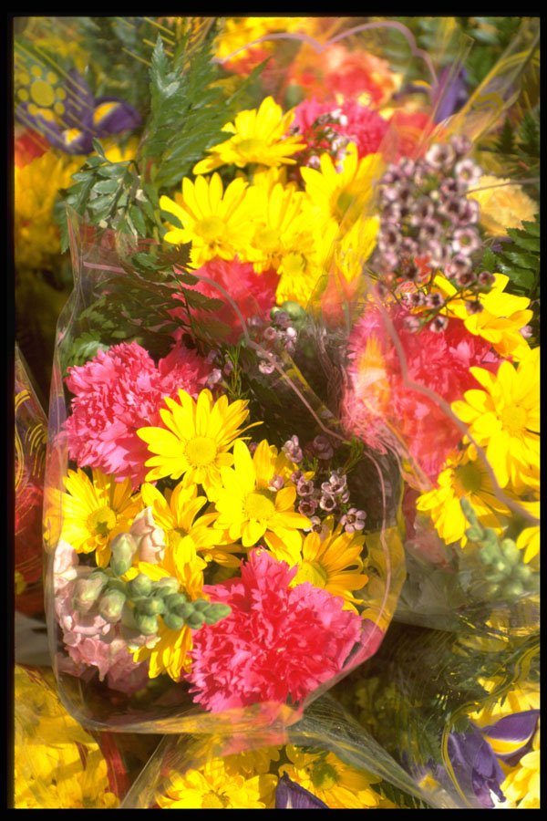366014 Bouquet Of Flowers In Plastic Bag A4 Photo Print