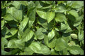 366015 Green Leaves A4 Photo Print
