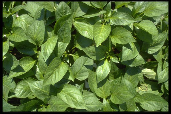 366015 Green Leaves A4 Photo Print