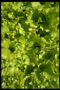 366016 Green Lettuce A4 Photo Print