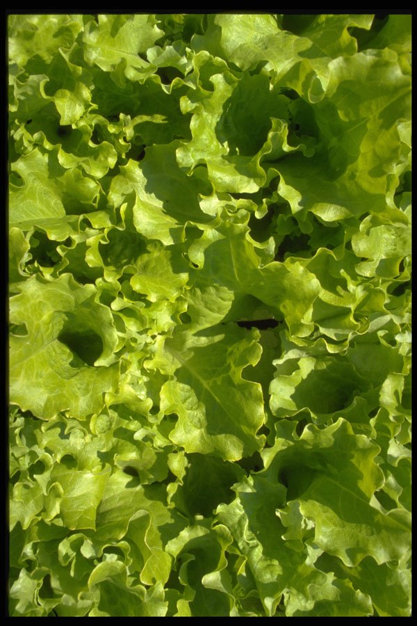 366016 Green Lettuce A4 Photo Print