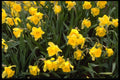 366017 Yellow Narcissus A4 Photo Print