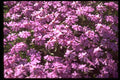 366018 Lilac Close up A4 Photo Print