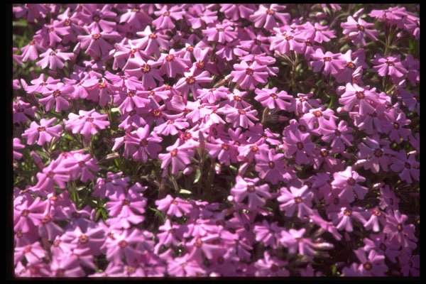 366018 Lilac Close up A4 Photo Print