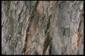 366019 Elm Bark A4 Photo Print