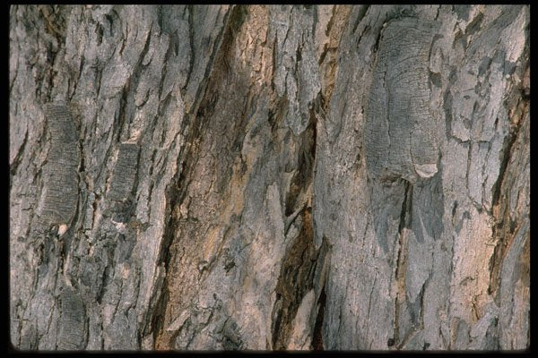 366019 Elm Bark A4 Photo Print