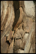 366020 Cut Wood Close up A4 Photo Print