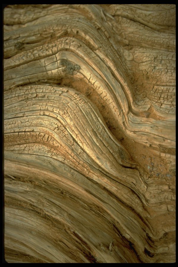 366022 Arizona Dry Wood A4 Photo Print