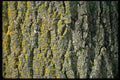 366024 Elm Bark And Yellow Moss A4 Photo Print
