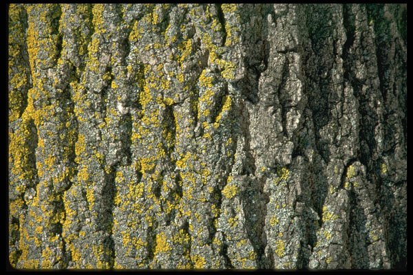 366024 Elm Bark And Yellow Moss A4 Photo Print