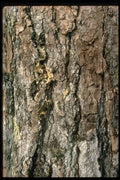 366025 Aspen Bark A4 Photo Print