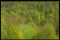 366035 Trees A4 Photo Print