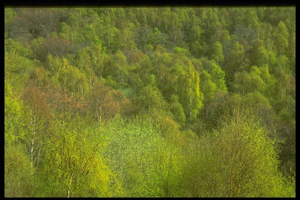 366035 Trees A4 Photo Print