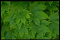 366036 Leaf And Flower Patterns A4 Photo Print