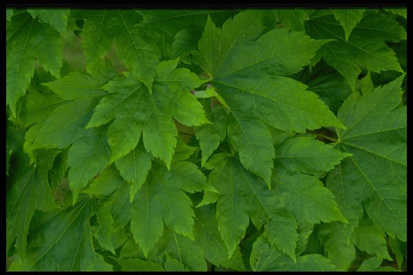 366036 Leaf And Flower Patterns A4 Photo Print