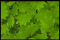 366037 Leaf And Flower Patterns A4 Photo Print