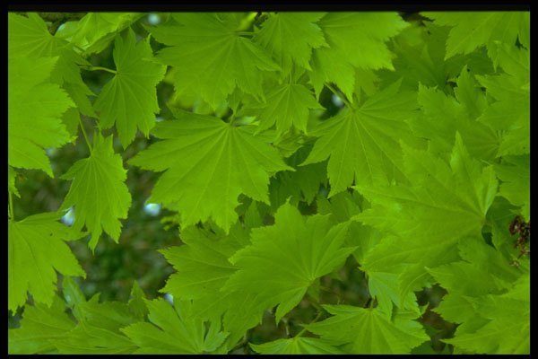 366037 Leaf And Flower Patterns A4 Photo Print