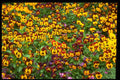 366038 Leaf And Flower Patterns A4 Photo Print