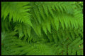 366039 Leaf And Flower Patterns A4 Photo Print