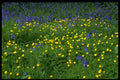 366040 Leaf And Flower Patterns A4 Photo Print