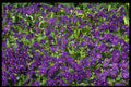 366041 Leaf And Flower Patterns A4 Photo Print