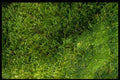 366042 Grasses A4 Photo Print