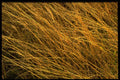 366043 Grasses A4 Photo Print