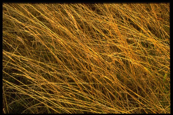 366043 Grasses A4 Photo Print