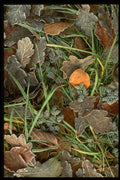 366044 Winter Leaves A4 Photo Print