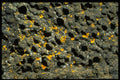 366045 Moss And Lichen A4 Photo Print
