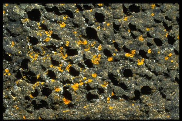 366045 Moss And Lichen A4 Photo Print