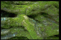 366047 Tree Bark A4 Photo Print