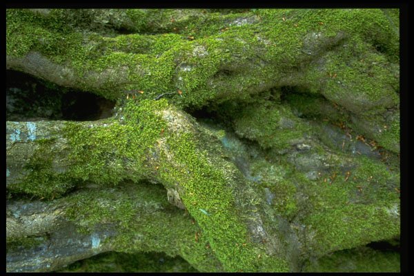 366047 Tree Bark A4 Photo Print
