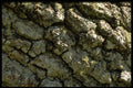 366048 Tree Bark A4 Photo Print