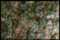 366049 Tree Bark A4 Photo Print